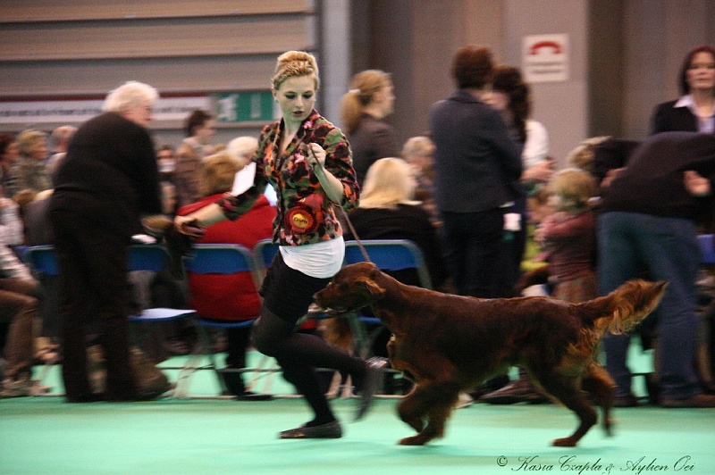 Crufts2011 913.jpg